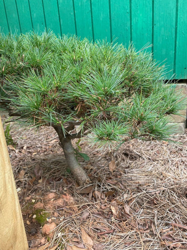 Pinus strobus 'Horsford' - mapleridgenursery